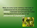 Мазь из золы сухих зеленых листьев на сливочном масле