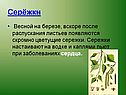 Серёжки