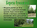 Береза бумажная