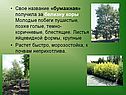 Свое название «бумажная» получила за белизну коры