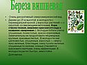Береза вишневая