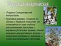 Береза далекарлийская