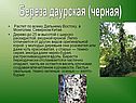 Береза даурская (черная)