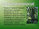 Береза желтая (американская)