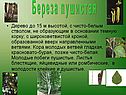 Береза пушистая
