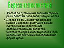 Береза келколистная