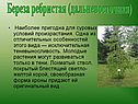 Береза ребристая (дальневосточная)