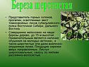 Береза шерстистая