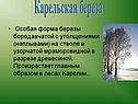 Карельская береза