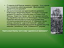 О карельской березе немало спорили