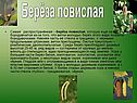 Берёза повислая