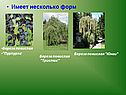 Береза повислая 