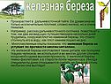 Железная береза