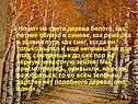 Нет на свете дерева белого, как летнее облако в синеве