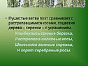 Пушистые ветви поэт сравнивает с растрепавшимися косами