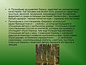 А. Прокофьев одушевляет березу, наделяет ее человеческими качествами