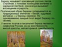 Березу называют красавицей русских лесов