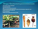 Бесполое размножение организмов