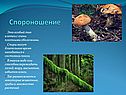 Спороношение