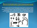 Вегетативное размножение