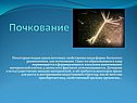 Почкование