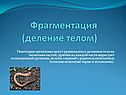 Фрагментация (деление телом)