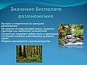 Значение бесполого размножения