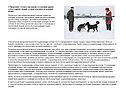 Приучение собаки к прогулкам в компании других собак и других людей