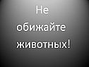 Не обижайте животных