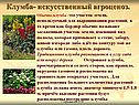 Клумба- искусственный агроценоз