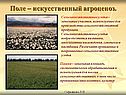 Поле – искусственный агроценоз