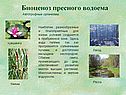 Автотрофные организмы