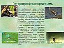 Биогеоценоз пруда