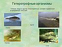 Налим