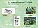 Виды, живущие на поверхности