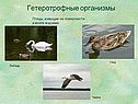 Птицы, живущие на поверхности