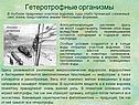 Солнечный свет
