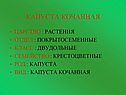 Капуста кочанная