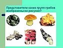 Представители каких групп грибов изображены на рисунке