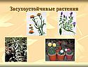 Засухоустойчивые растения