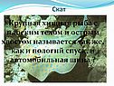 Крупная хищная рыба с плоским телом и острым хвостом