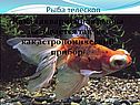 Рыба телескоп