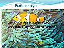 Рыба клоун