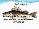 Рыба -Ерш