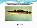 Налим