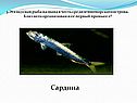 Сардина