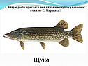 Щука