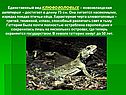 Единственный вид клювоголовых – новозеландская гаттерия – достигает в