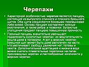 Черепахи