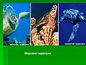 Морские черепахи